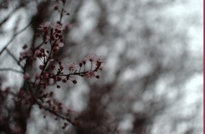 DSC_0030